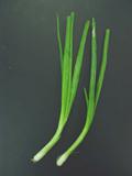 Chives